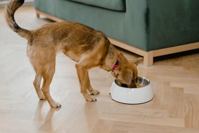 יתרונות מזון טבעי לכלבים